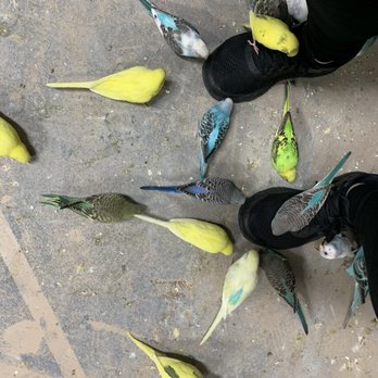 SeaQuest - Woodbridge - The birds love to gently nibble on your shoes, especially if they have mesh tops - Aquariums Near Me - Woodbridge, New Jersey