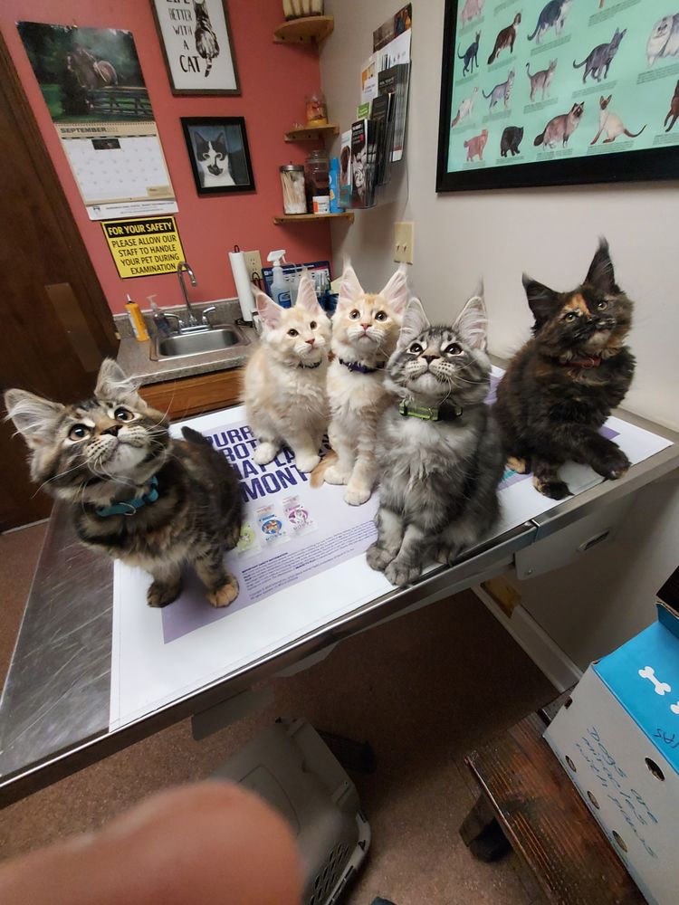 COONADO MAINE COONS Request Information Warrensburg, Missouri Pet