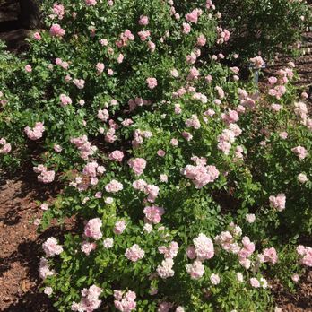 Rose Garden - Beautiful roses in late April - Botanical Gardens Near Me - El Paso, Texas