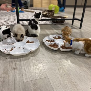 Mini Cat Town - Milpitas - Pet Adoption Near Me - Milpitas, California
