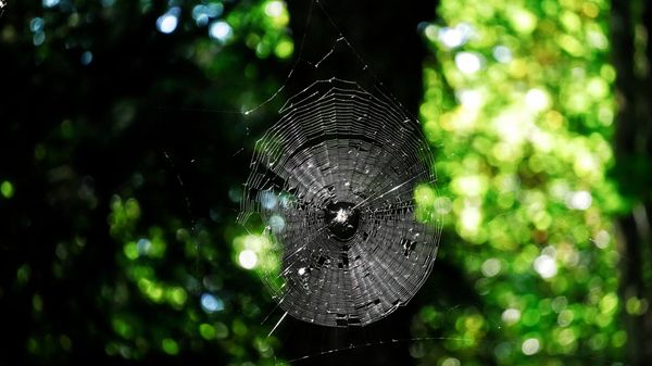 River View Natural Area