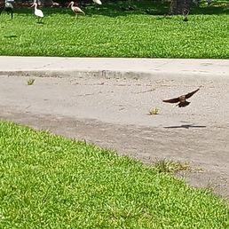 Wildlife abounds