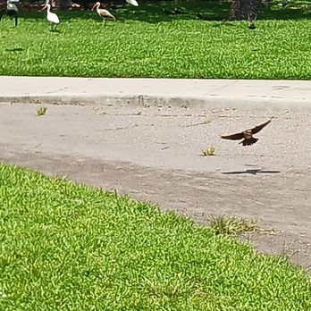 Newton Park - Wildlife abounds - Parks Near Me - Winter Garden, Florida