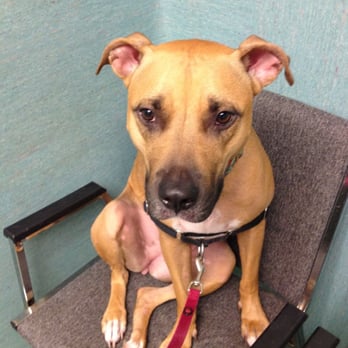 pasadena animal clinic