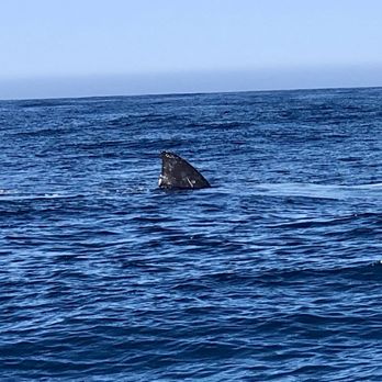 Discovery Whale Watch - Whale - Whale Watching Tours Near Me - Monterey, California