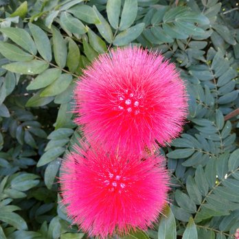 Matthaei Botanical Gardens - One of many flowers - Botanical Gardens Near Me - Ann Arbor, Michigan Matthaei Botanical Gardens - One of many flowers - Botanical Gardens Near Me - Ann Arbor, Michigan