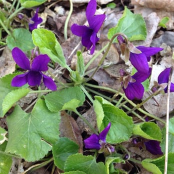 Akron Falls Park - Early spring flowers along the trail. I believe these are American Dog Violets. - Parks Near Me - Akron, New York