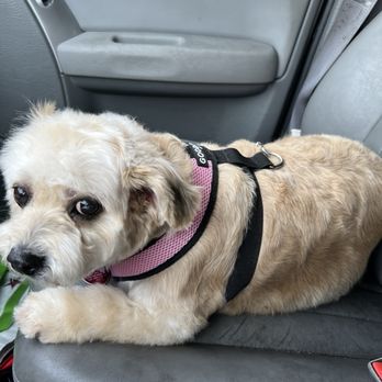 Paws & Effect Pet Spa - Emma after her groom today! - Pet Groomers Near Me - Santa Monica, California