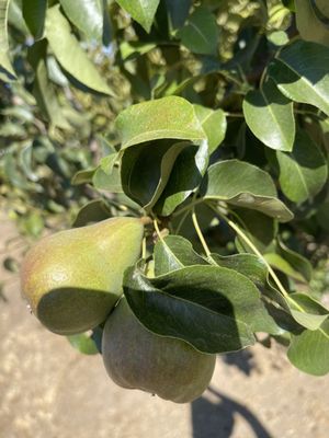 Brosi's Sugartree Farms by null