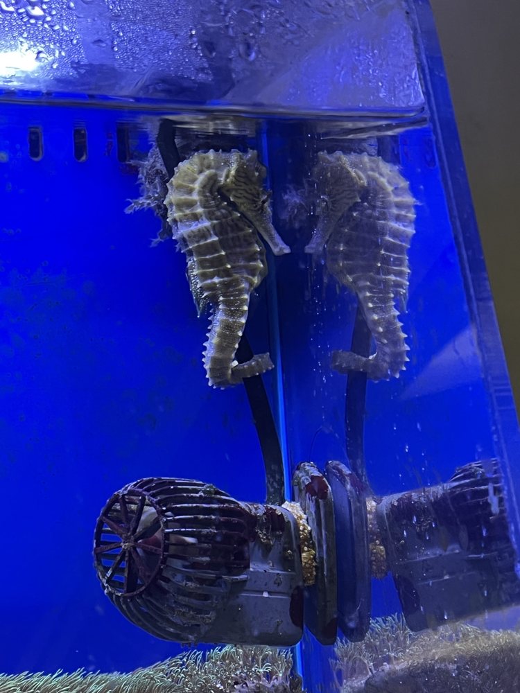 THE FISH TANK Updated October 2024 13 Reviews 820 N Nova Rd