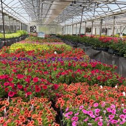 Bardy Farms & Greenhouses - Beautiful mini petunias and geraniums