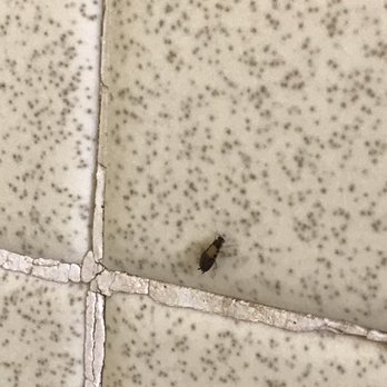 Americas Best Value Inn - Roach in the bathroom - Hotels Near Me - Dillon, South Carolina