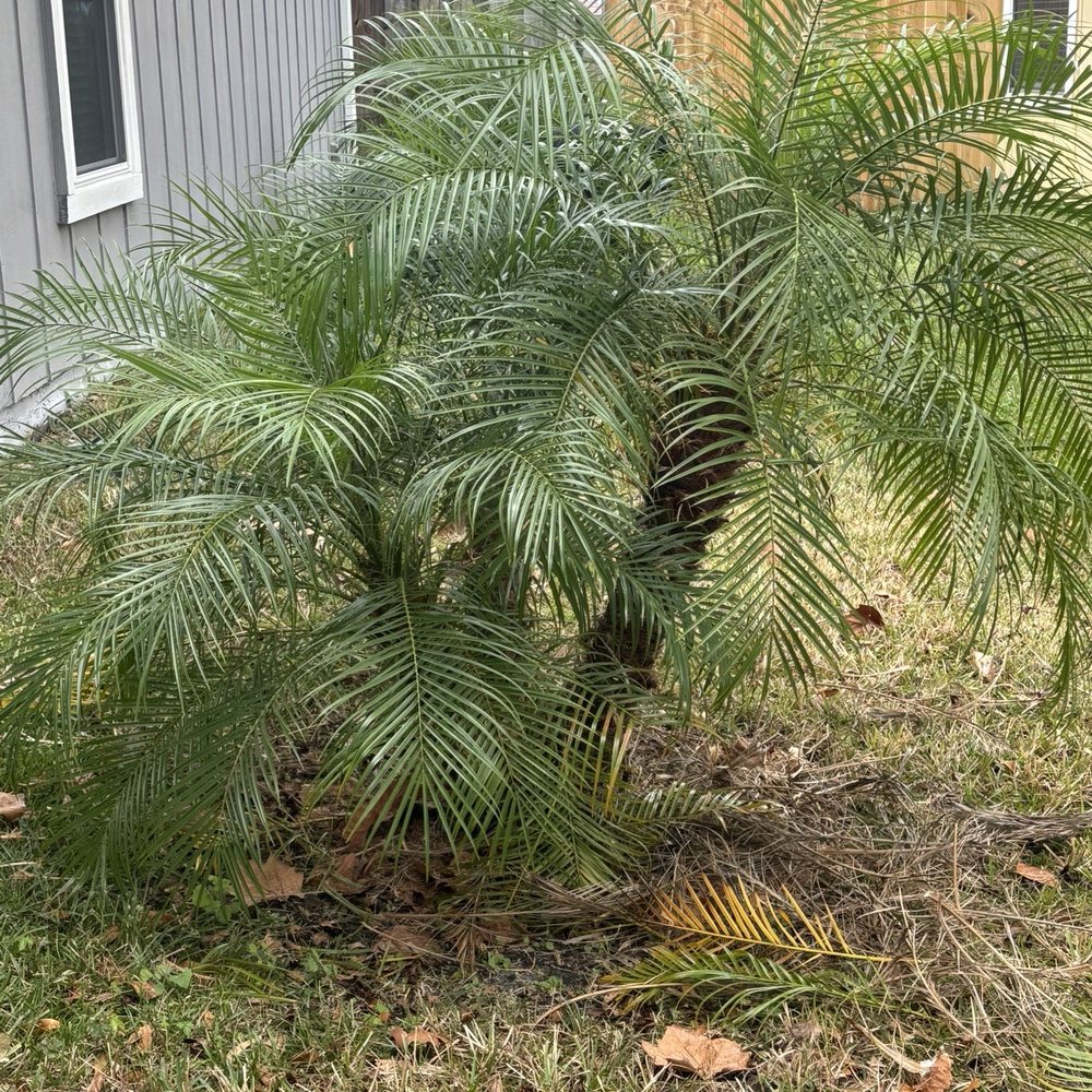 Big Js Tree Removal and services - Palm Trimmed - Tree Services Near Me - Jacksonville, Florida