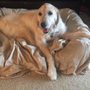 Photo of Puppy Love Pet Care