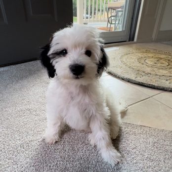 Powder Valley Poodles - Pet Breeders Near Me - Wellington, Colorado