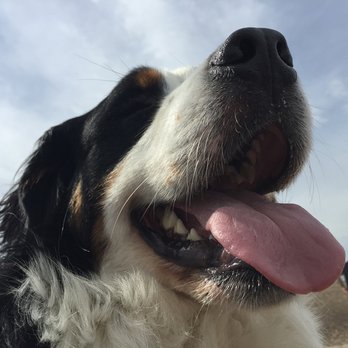 Pawz'n Play - Dog Walkers Near Me - Burlington, Ontario