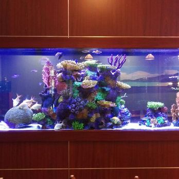Intrinsic Reef Design - Aquariums Near Me