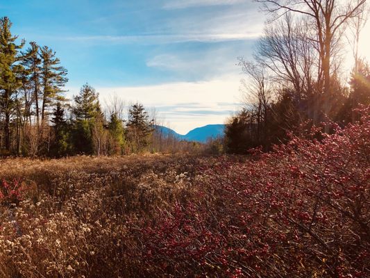 Mountain Top Arboretum by null