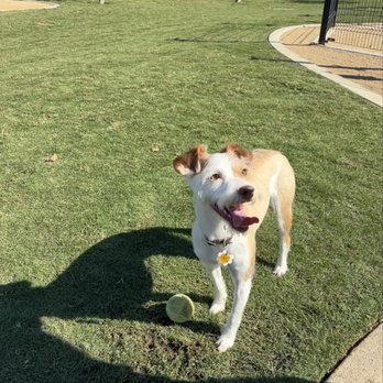 OC Paw House - Pet Sitting Near Me OC Paw House - Pet Sitting Near Me