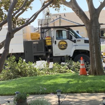 Yellow Tree - Very professional with all their cones , safety, and clean up - Tree Services Near Me Yellow Tree - Very professional with all their cones , safety, and clean up - Tree Services Near Me