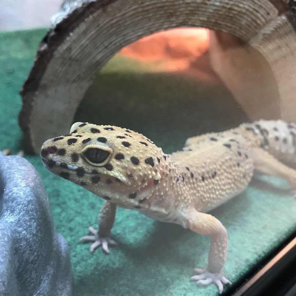 Pet Supplies Plus - Spring - Pet Groomers Near Me - Spring, Texas Pet Supplies Plus - Spring - Pet Groomers Near Me - Spring, Texas