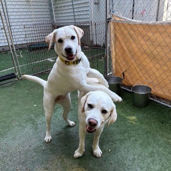 The Doggy Port - Pet Sitting Near Me - Sterling, Massachusetts
