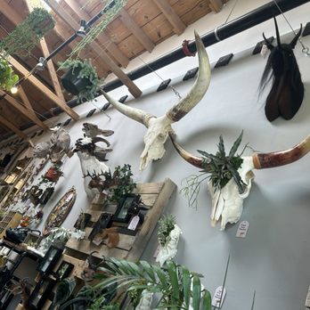 The Terrorium Shop - Taxidermy Near Me - Denver, Colorado The Terrorium Shop - Taxidermy Near Me - Denver, Colorado