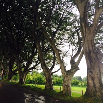 The Dark Hedges - One side - Landmarks & Historical Buildings Near Me - Antrim, BLY The Dark Hedges - One side - Landmarks & Historical Buildings Near Me - Antrim, BLY