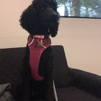 Veterinary Emergency Group - Coco waiting in a private room - Emergency Pet Hospital Near Me - Las Vegas, Nevada Veterinary Emergency Group - Coco waiting in a private room - Emergency Pet Hospital Near Me - Las Vegas, Nevada