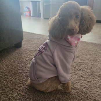 4 Paws Grooming - Pet Groomers Near Me - Lancaster, California 4 Paws Grooming - Pet Groomers Near Me - Lancaster, California