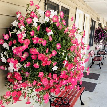Maples Motor Inn - Beautiful hanging baskets of flowers are located throughout the property. - Hotels Near Me - Pigeon Forge, Tennessee