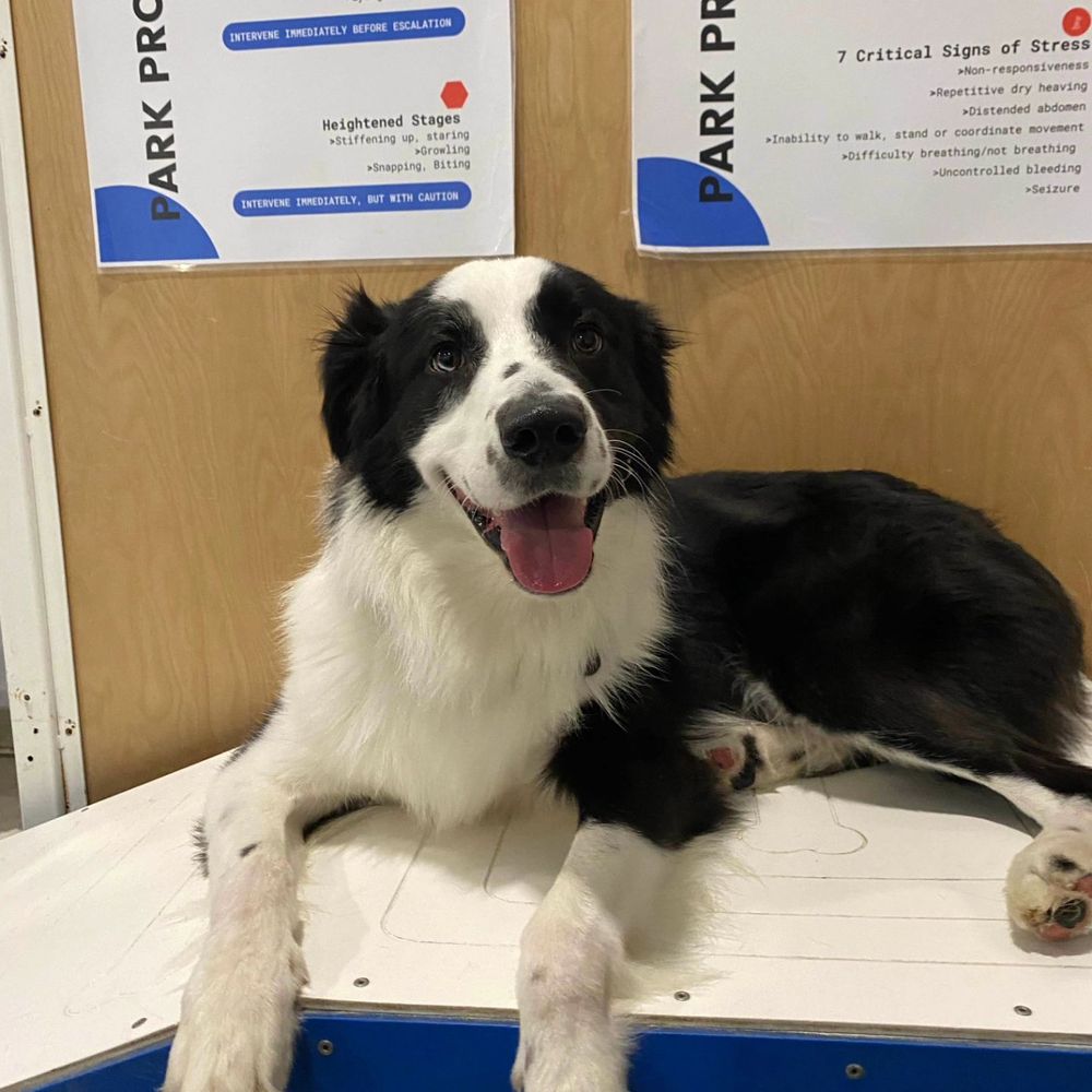 Dogdrop - Pet Sitting Near Me - Los Angeles, California Dogdrop - Pet Sitting Near Me - Los Angeles, California