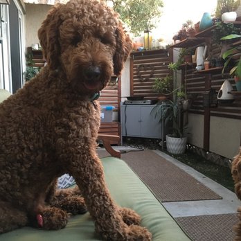 The Spaw - Before - Pet Groomers Near Me - Tustin, California