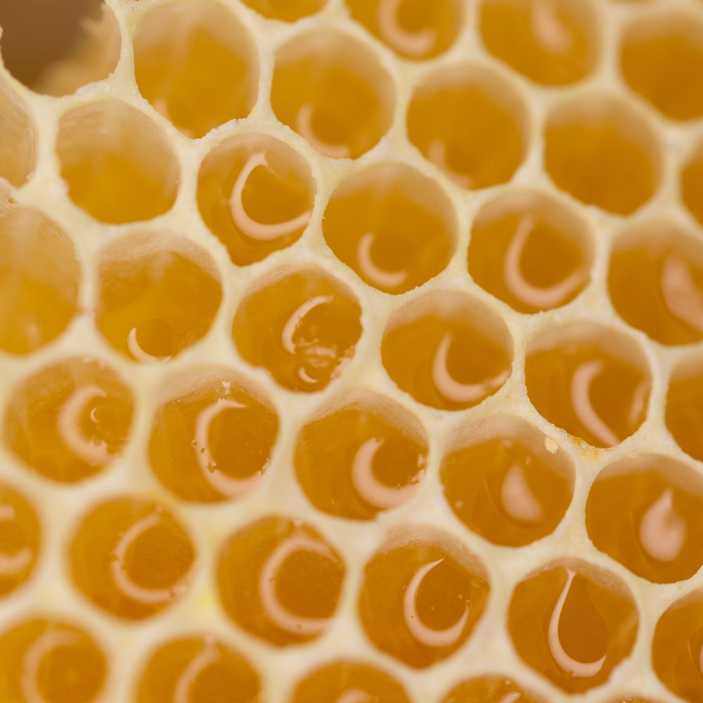 Bee Wranglers - Yes, it's delicious! - Pest Control Near Me - Riverside, California Bee Wranglers - Yes, it's delicious! - Pest Control Near Me - Riverside, California