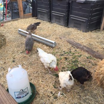 Manuela - Pampered chickens - New American Near Me - Los Angeles, California