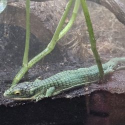 Cook Museum of Natural Science - Mexican Alligator Lizard
