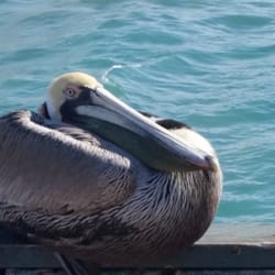 Ocean Podiatry: Marcia Matika, DPM - Lifes good