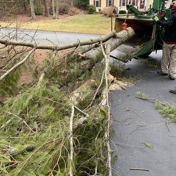Johnson Tree Services - Tree Services Near Me - Yarmouth, Massachusetts Johnson Tree Services - Tree Services Near Me - Yarmouth, Massachusetts