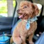Photo of Beacon Suites Pet Resort