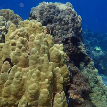 Shoreline Snorkel - Snorkeling Near Me - Lahaina, Hawaii Shoreline Snorkel - Snorkeling Near Me - Lahaina, Hawaii