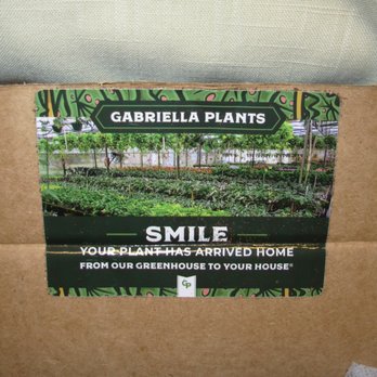 Gabriella Plants Shop - Nurseries & Gardening Near Me - Oviedo, Florida Gabriella Plants Shop - Nurseries & Gardening Near Me - Oviedo, Florida