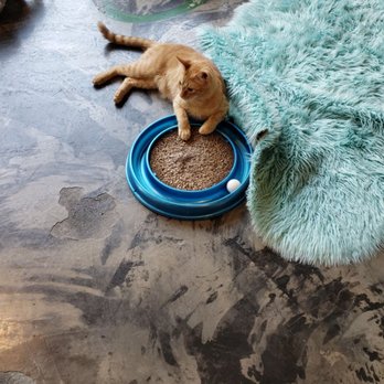 Seattle Meowtropolitan - Themed Cafes Near Me - Seattle, Washington