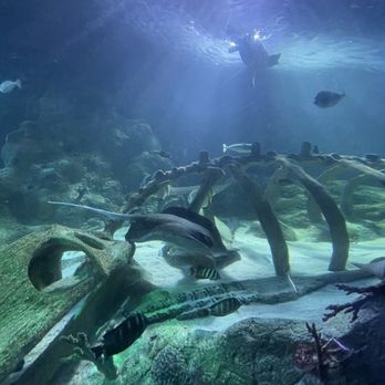SEA LIFE Grapevine Aquarium - Aquariums Near Me - Grapevine, Texas