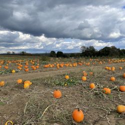 Rittman Orchard