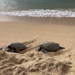 Baldwin Beach Park - Two of many turtles along Baldwin beach