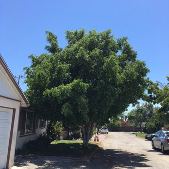 Solano Tree Service - Tree Services Near Me - Monrovia, California Solano Tree Service - Tree Services Near Me - Monrovia, California