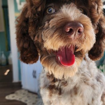 Bishop Grooming - Pet Groomers Near Me