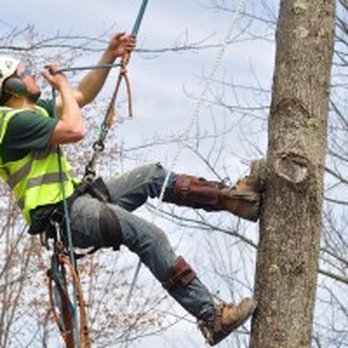 Treemaster - Tree Services Near Me - Wellsboro, Pennsylvania Treemaster - Tree Services Near Me - Wellsboro, Pennsylvania