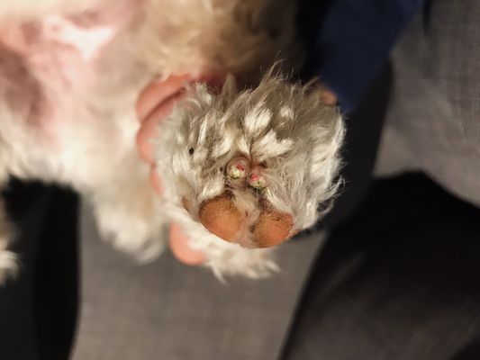 petsmart kennedy commons phone number