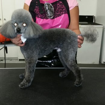 K-9 Design - Pet Groomers Near Me - Plano, Texas K-9 Design - Pet Groomers Near Me - Plano, Texas